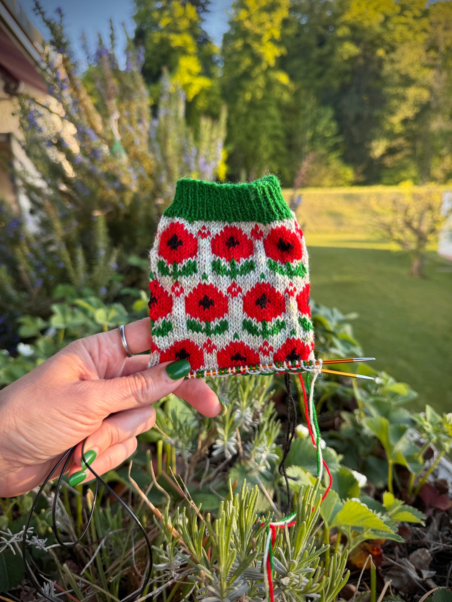 Field of Poppies sock set