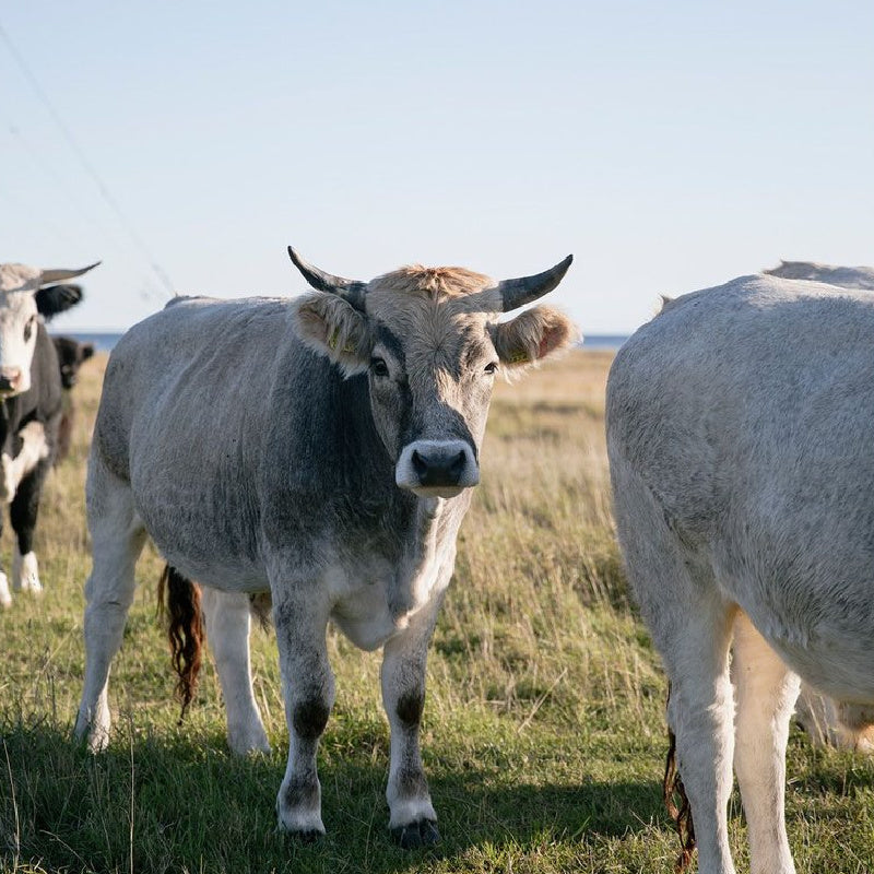 Traditions Revisited by Aleks Byrd